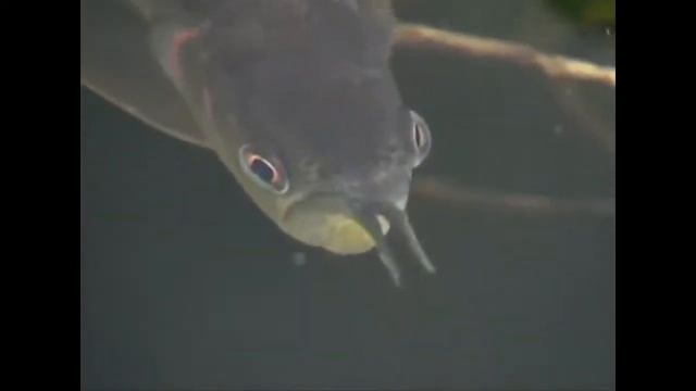 Аравана | Osteoglossum Bicirrhosum | Silver Arowana