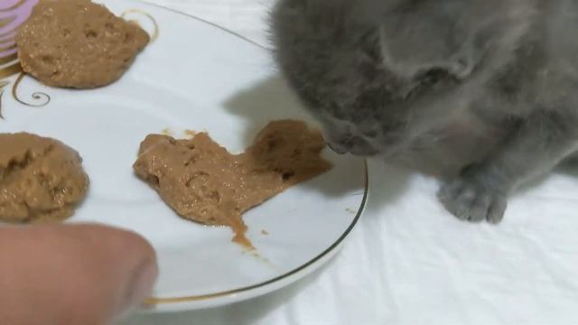 ИССКУСТВЕННОЕ ВСКАРМЛИВАНИЕ КОТЯТ С РОЖДЕНИЯ. смотреть онлайн