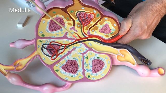 Lymph Node Model смотреть онлайн