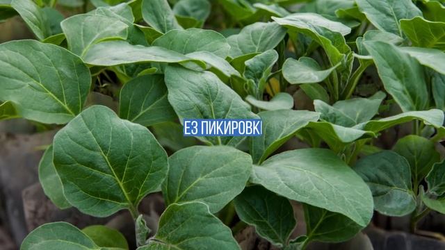 Крепкая рассада БАКЛАЖАН в 2019 ? Правила посадки Баклажан на рассаду