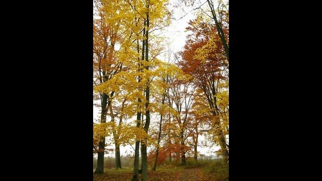 דניאל סיימון - נשיקה סתווית / (иврит) Даниэль Саймон - Осенний поцелуй смотреть онлайн