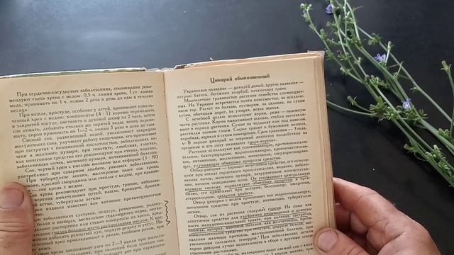 ЦИКОРИЙ- важная трава при лечении желудочно-кишечного тракта . смотреть онлайн