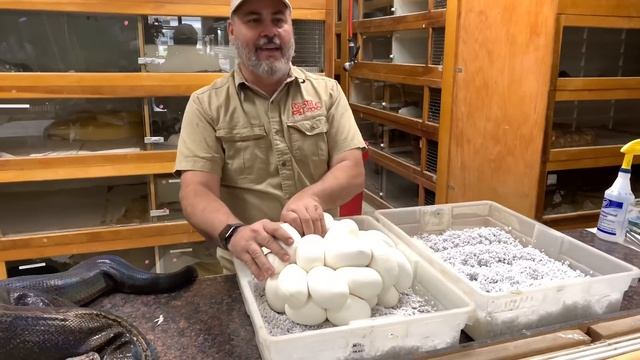 Magic Super Sunday Reticulated Python (COVID 19 CLUTCH) STAY HOME SNAKE EGGS смотреть онлайн