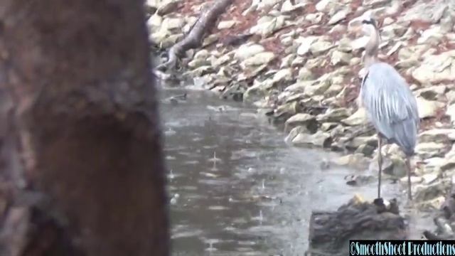 GREAT BLUE HERON hunting fish eating several lets one go смотреть онлайн