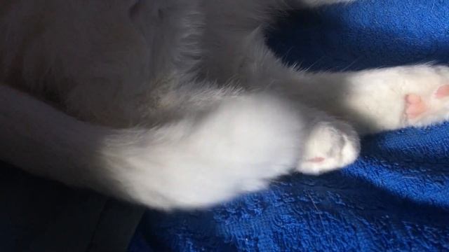 Кот дергается во сне смотреть онлайн