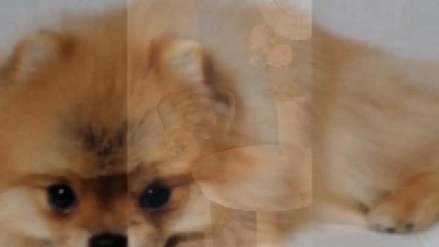 Фабик и Гуччи смотреть онлайн