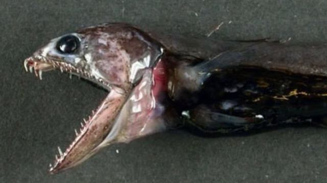 5 НЕОБЫЧНЫХ МОРСКИХ ОБИТАТЕЛЕЙ!!! смотреть онлайн