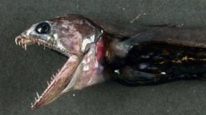 5 НЕОБЫЧНЫХ МОРСКИХ ОБИТАТЕЛЕЙ!!!