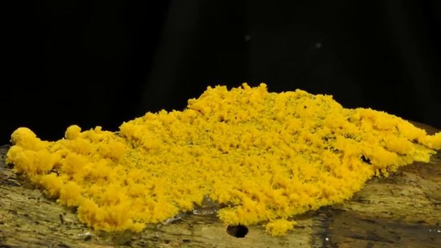 Fuligo septica big moving plasmodium смотреть онлайн