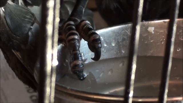 Ворон и Ворона. Новое жилье смотреть онлайн