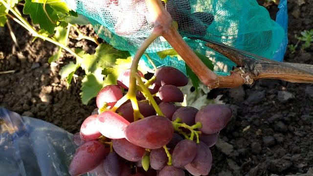 Акелло-очень ранний и урожайный виноград смотреть онлайн