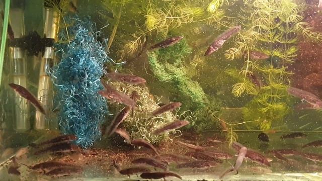 малыши обычного тритона смотреть онлайн