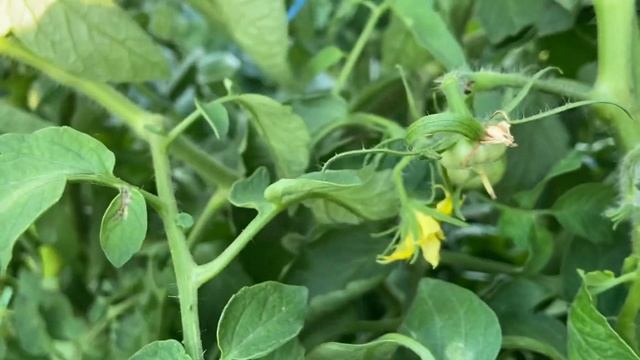 Урожайные сорта томатов для открытого грунта.  Розанчик F1