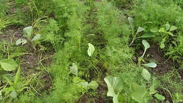 Укроп всё лето зелёный / Посев укропа на семена смотреть онлайн