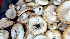 Собираю ГРУЗДИ //засолка груздей - чтобы ГРУЗДИ не потемнели //