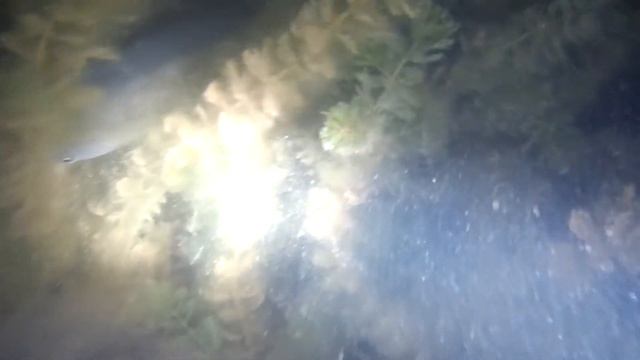Подводная!!!! Сазан! смотреть онлайн