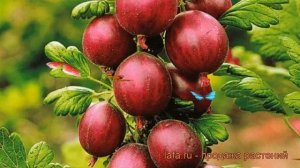 Крыжовник обыкновенная Хиннонмаки Ред ? обзор: как сажать, саженцы крыжовника Хиннонмаки Ред