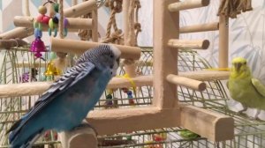 Волнистые попугаи. Вся правда. Плюсы и минусы птиц. Волнистый попугай Тоша Пушистик он лайф #попуга