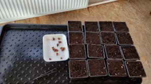 Орех чуфа (земляной миндаль, тигровый орех) пустил корни. Высадка семян в стаканчики.