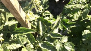 Томатный Гном Салат из зеленого лайма. Обзор в открытом грунте в середине июня.