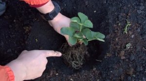 как правильно посадить клубнику