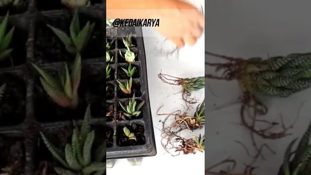 HAWORTHIA PROPAGATION #cactus #plants #gardening #propagation #haworthia #propaganda смотреть онлайн