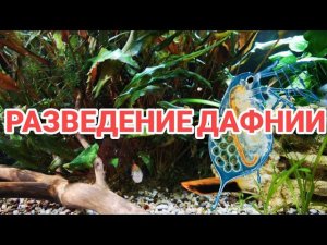 РАЗВЕДЕНИЕ ДАФНИИ В ДОМАШНИХ УСЛОВИЯХ