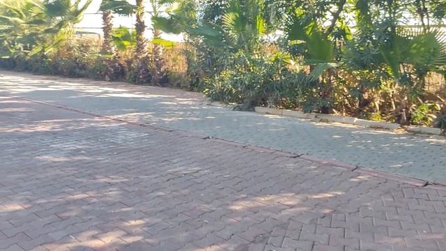 ПРОГУЛКА ДО ПЛЯЖА ЛАРЫ ИЛИ КУПАЮТСЯ ЛИ В НОЯБРЕ? смотреть онлайн