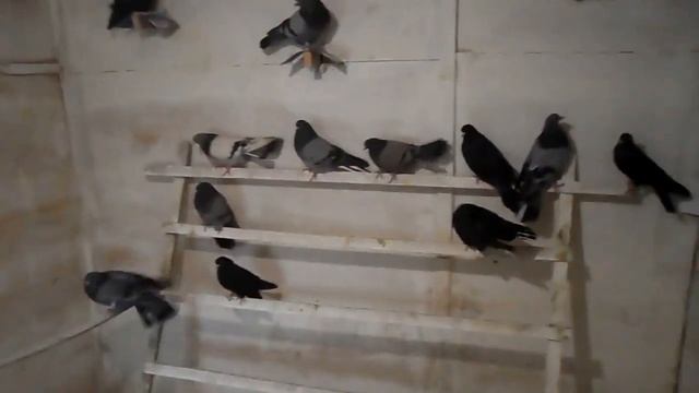 Николаевские голуби. Не погода и уборка голубятни. 4.11.22г. смотреть онлайн