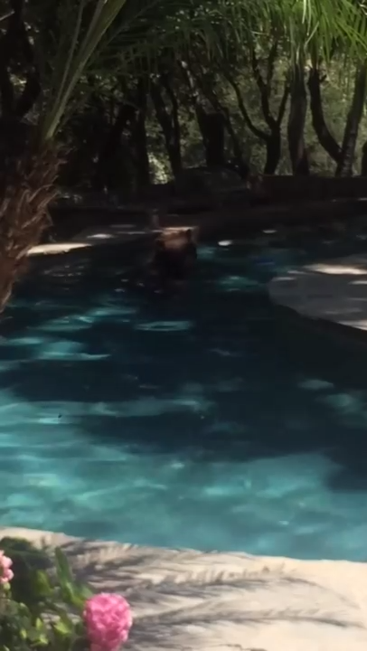 Мишка купается в басейне смотреть онлайн