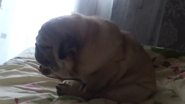 Мопс спит стоя. Pug is sleeping. смотреть онлайн