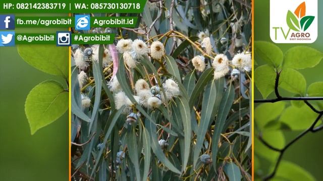 Jual Bibit Pohon Eucalyptus Deglupta Rainbow смотреть онлайн