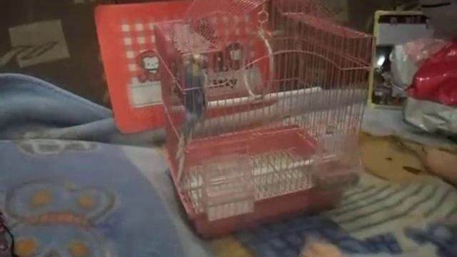 Обзор моего попугайчика смотреть онлайн
