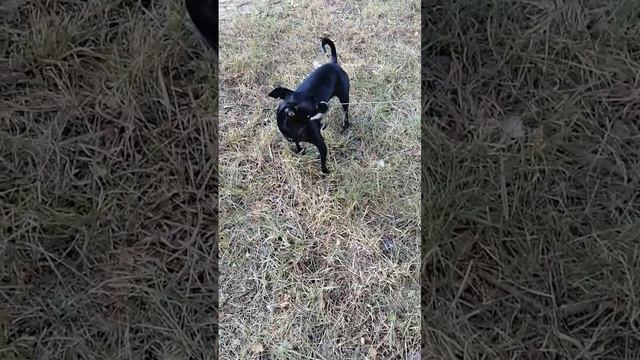 Russian toy terrier black with whitish tan in the throat and on the paws, 3 years old смотреть онлайн