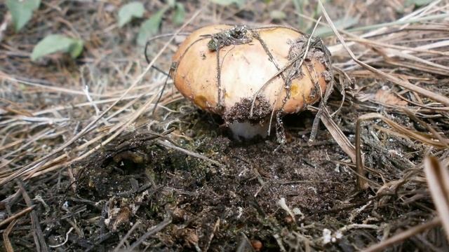 Грибной сезон 2016!!! ФОТО! смотреть онлайн