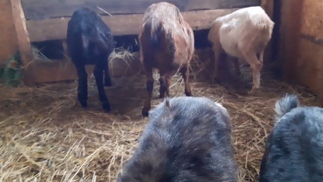 Сколько раз в день выдаивать козу после окота.? смотреть онлайн