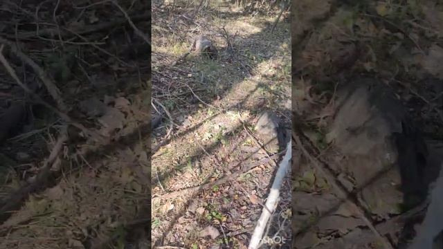 Удача: рыжики, тополевки, подгруздки. смотреть онлайн