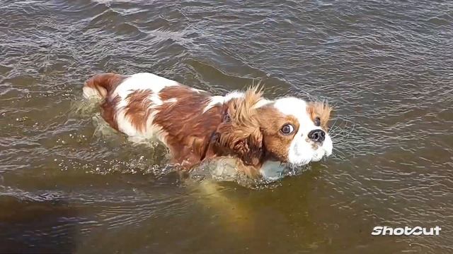 Кавалер Кинг Чарльз спаниель Армани научился плавать! Cavalier King Charles spaniel смотреть онлайн