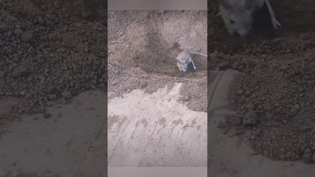 Трактор. Деятельная зверюшка ?✊? bayoun.ru #трактор #тушкан #животные #приколы смотреть онлайн