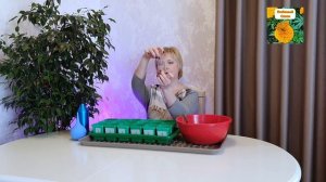 ПОСЕВ БАРХАТЦЕВ АНТИГУА. ЛЕГКО И ПРОСТО.