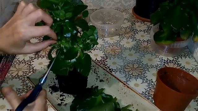 Каланхоэ. Списанные растения. Обрезка и пересадка. смотреть онлайн