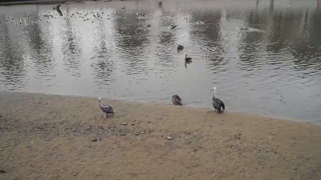Джек Воробей и другие птицы смотреть онлайн