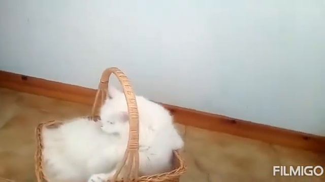 Gatto angora turco смотреть онлайн