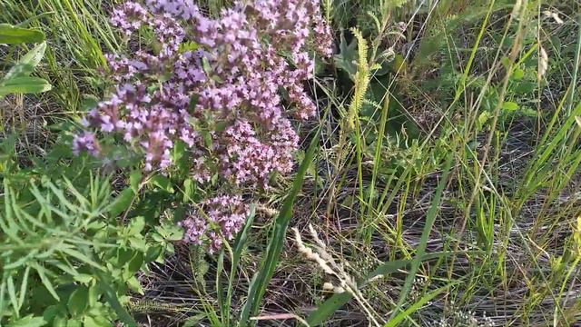 Бабочка и шмель смотреть онлайн