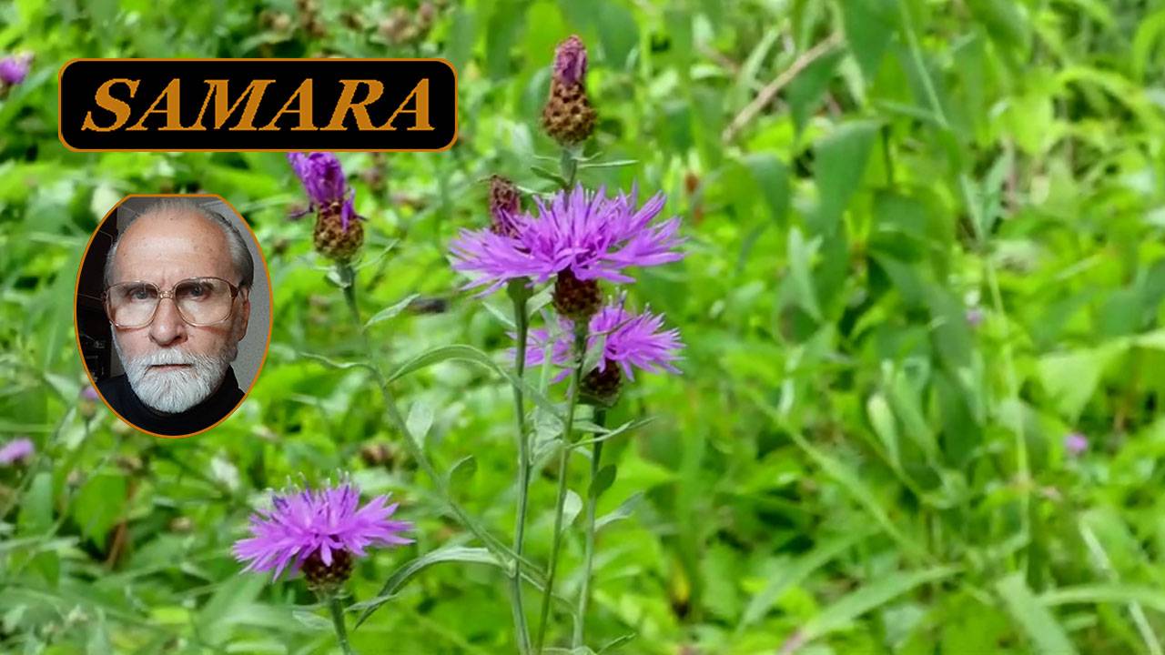 Самара. Ботанический сад. Август 2024. 06. & Samara. The Botanical Garden. August. смотреть онлайн