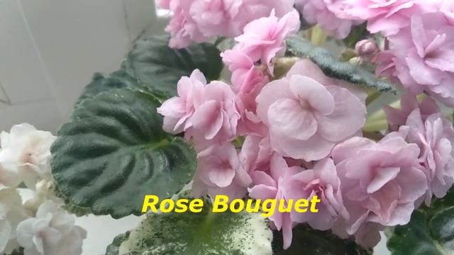 Фиалки из моей коллекции. смотреть онлайн