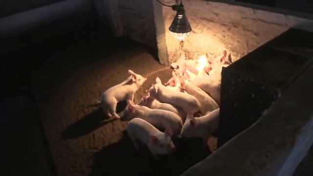 Свинарство.Просто.Надійно.Ефективно! смотреть онлайн
