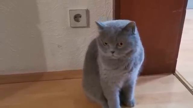 356....Посмотрите на эту красавицу. смотреть онлайн