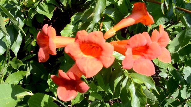 ФУТАЖ красивый куст с красными цветами смотреть онлайн