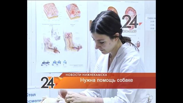 В Нижнекамске собака, которую хоронили всем домом, восстала из мертвых смотреть онлайн
